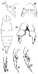 Species Cephalophanes frigidus - Plate 5 of morphological figures