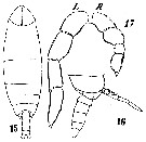 Species Cephalophanes frigidus - Plate 6 of morphological figures