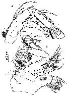 Species Misophriopsis australis - Plate 4 of morphological figures