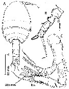 Species Misophriella schminkei - Plate 1 of morphological figures