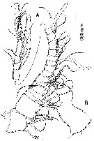 Species Misophriella schminkei - Plate 3 of morphological figures