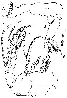 Species Misophriella schminkei - Plate 4 of morphological figures