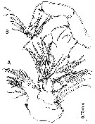 Species Misophriella schminkei - Plate 5 of morphological figures