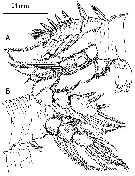Species Misophriella schminkei - Plate 6 of morphological figures