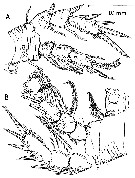Species Misophriella schminkei - Plate 7 of morphological figures