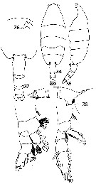 Espèce Paraeuchaeta regalis - Planche 4 de figures morphologiques