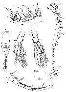 Species Centropages acutus - Plate 3 of morphological figures