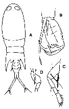 Espèce Corycaeus (Corycaeus) speciosus - Planche 16 de figures morphologiques