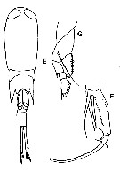Espèce Corycaeus (Corycaeus) speciosus - Planche 17 de figures morphologiques