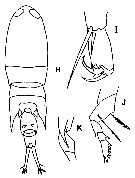 Species Corycaeus (Corycaeus) crassiusculus - Plate 13 of morphological figures