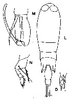 Espèce Corycaeus (Corycaeus) crassiusculus - Planche 14 de figures morphologiques
