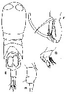 Espèce Corycaeus (Ditrichocorycaeus) andrewsi - Planche 13 de figures morphologiques