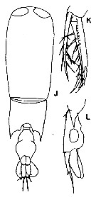 Espèce Farranula gibbula - Planche 11 de figures morphologiques