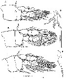 Species Australopsyllus fallax - Plate 3 of morphological figures