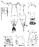 Espèce Ryocalanus spinifrons - Planche 1 de figures morphologiques