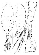 Espèce Speleohvarella gamulini - Planche 1 de figures morphologiques