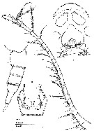 Espèce Speleohvarella gamulini - Planche 2 de figures morphologiques