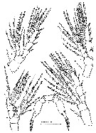 Species Speleohvarella gamulini - Plate 4 of morphological figures