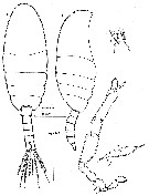 Species Speleohvarella gamulini - Plate 5 of morphological figures