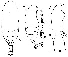 Espèce Paracalanus parvus - Planche 18 de figures morphologiques