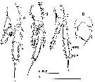 Espèce Paracalanus indicus - Planche 12 de figures morphologiques