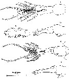 Espèce Tortanus (Atortus) scaphus - Planche 4 de figures morphologiques