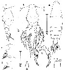 Espèce Labidocera caudata - Planche 1 de figures morphologiques