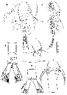 Species Oithona nishidai - Plate 1 of morphological figures