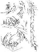 Species Oithona nishidai - Plate 2 of morphological figures