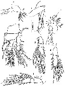 Species Oithona nishidai - Plate 5 of morphological figures