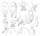 Espèce Euchirella amoena - Planche 1 de figures morphologiques