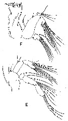 Species Pseudodiaptomus hessei - Plate 3 of morphological figures