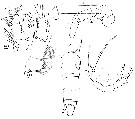 Species Scaphocalanus magnus - Plate 15 of morphological figures
