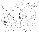 Espèce Scottocalanus persecans - Planche 10 de figures morphologiques