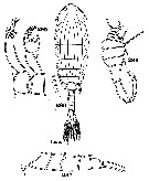 Espce Anomalocera ornata - Planche 3 de figures morphologiques