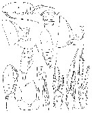 Espèce Paracalanus indicus - Planche 14 de figures morphologiques