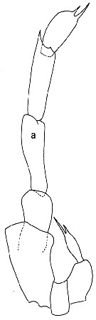 Espèce Paracalanus indicus - Planche 15 de figures morphologiques