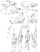 Espèce Paracalanus parvus - Planche 21 de figures morphologiques