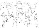 Espce Euchirella pseudotruncata - Planche 1 de figures morphologiques