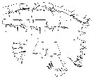 Espèce Pleuromamma gracilis - Planche 15 de figures morphologiques