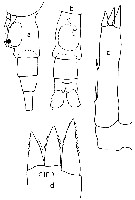 Species Pleuromamma piseki - Plate 7 of morphological figures
