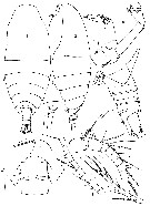 Species Phaennocalanus unispinosus - Plate 1 of morphological figures
