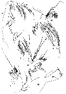 Espèce Phaennocalanus unispinosus - Planche 2 de figures morphologiques