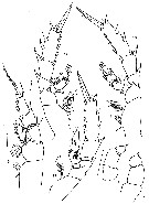 Espèce Phaennocalanus unispinosus - Planche 3 de figures morphologiques