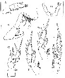 Espèce Rostrocalanus peracutus - Planche 3 de figures morphologiques