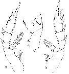 Espèce Pseudotharybis polaris - Planche 3 de figures morphologiques