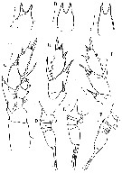 Espèce Lucicutia bradyana - Planche 4 de figures morphologiques