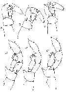 Espèce Lucicutia bradyana - Planche 7 de figures morphologiques