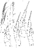 Espèce Disco triangularis - Planche 2 de figures morphologiques