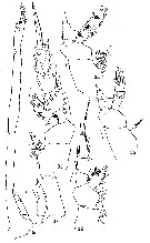 Espèce Onchocalanus cristogerens - Planche 2 de figures morphologiques